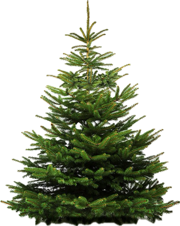 Premium Nordmann Fir – Real Christmas Tree